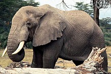 Tiassalé: un éléphant sème la désolation en détruisant les plantations de Boussoukro